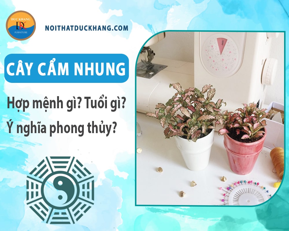 Cây cẩm nhung hợp mệnh gì? Tuổi gì? Ý nghĩa phong thủy?