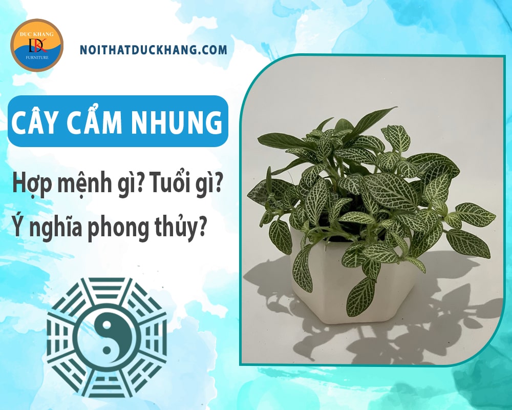 Cây cẩm nhung hợp mệnh gì? Tuổi gì? Ý nghĩa phong thủy?