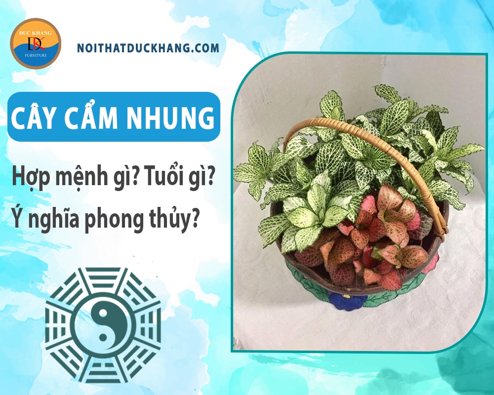 Cây cẩm nhung hợp mệnh gì? Tuổi gì? Ý nghĩa phong thủy?