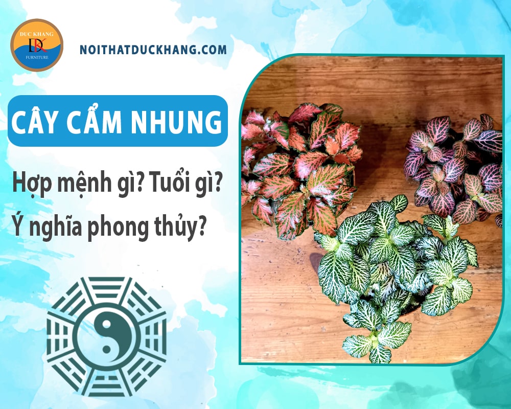 Cây cẩm nhung hợp mệnh gì? Tuổi gì? Ý nghĩa phong thủy?