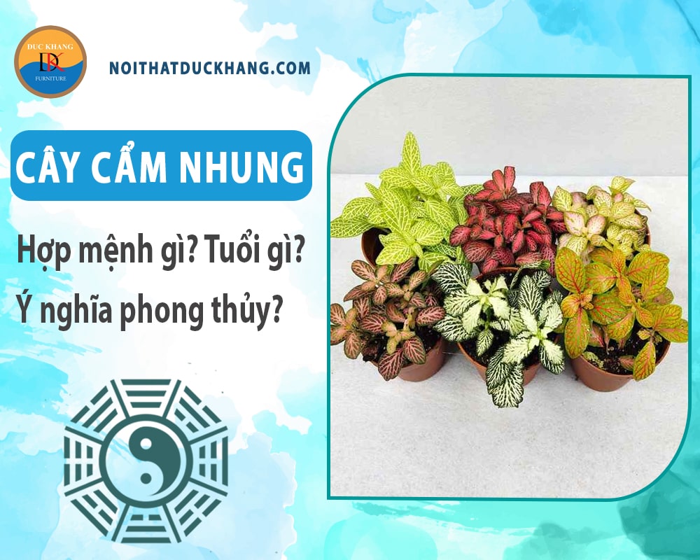 Cây cẩm nhung hợp mệnh gì? Tuổi gì? Ý nghĩa phong thủy?