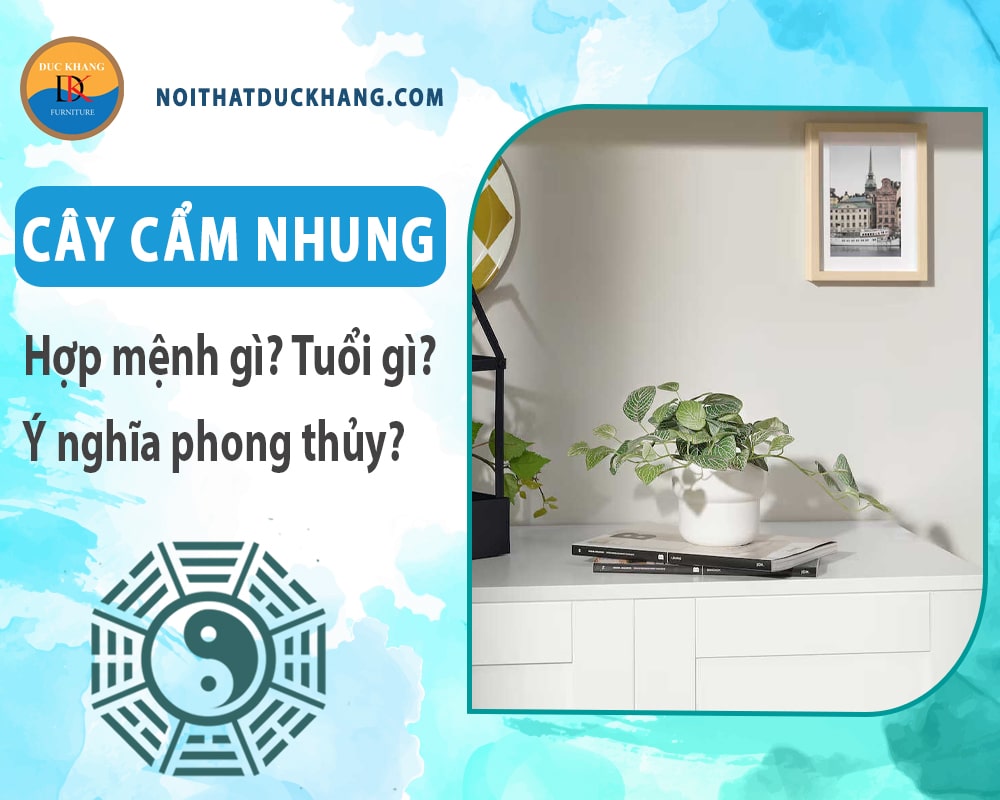 Cây cẩm nhung hợp mệnh gì? Tuổi gì? Ý nghĩa phong thủy?