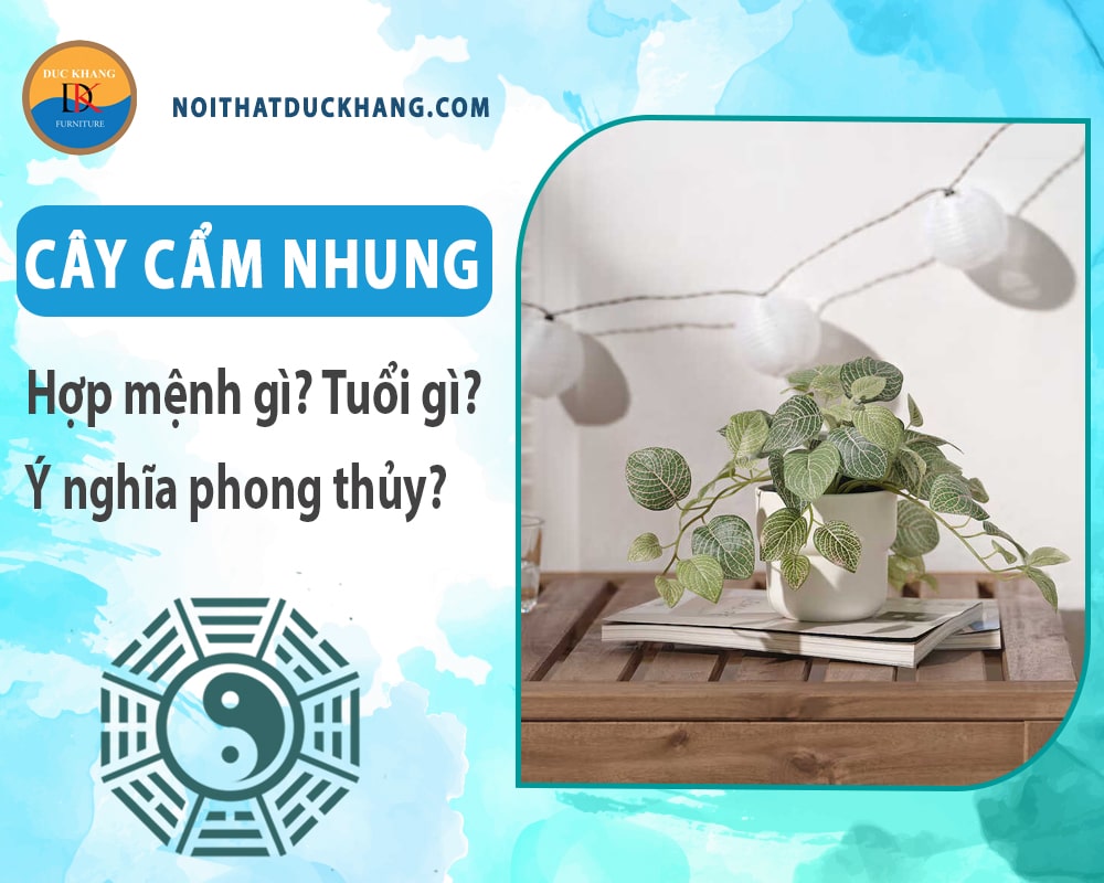 Cây cẩm nhung hợp mệnh gì? Tuổi gì? Ý nghĩa phong thủy?