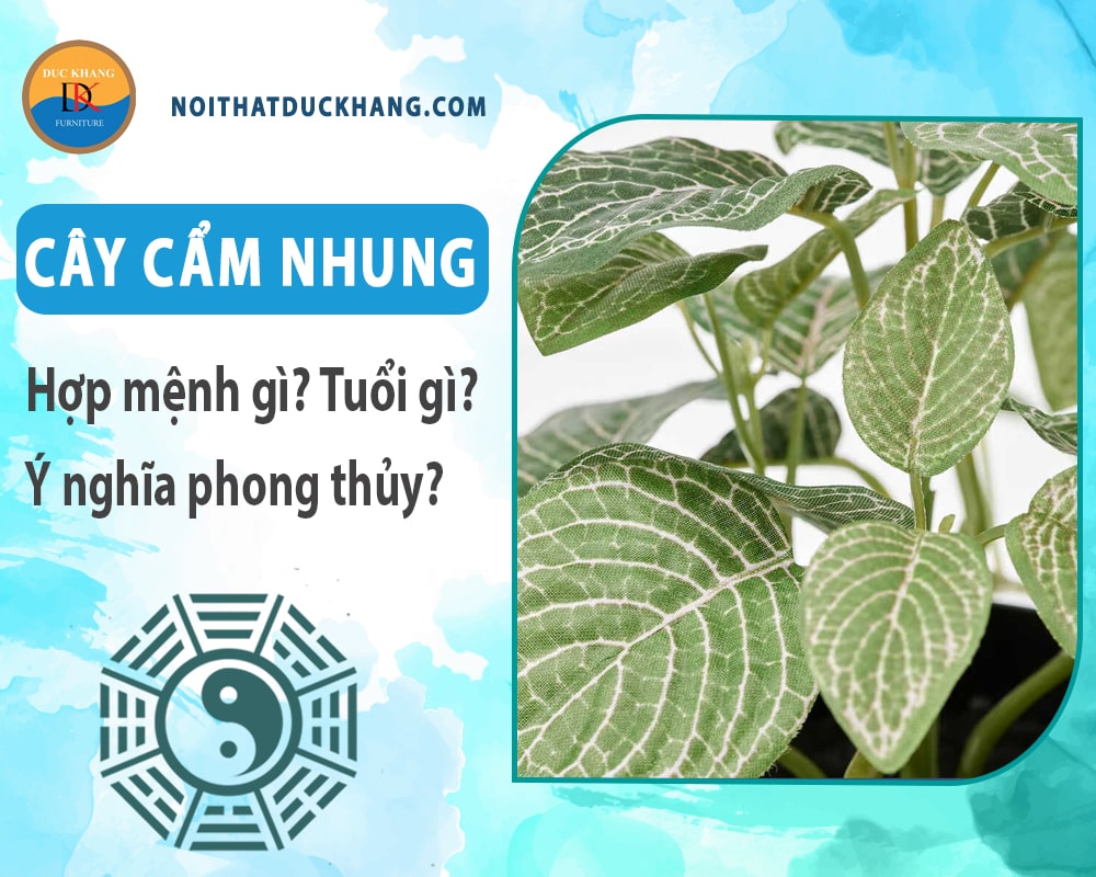 Cây cẩm nhung hợp mệnh gì? Tuổi gì? Ý nghĩa phong thủy?