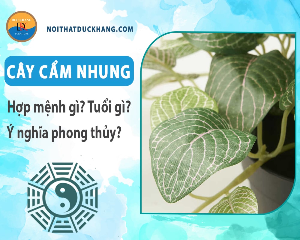 Cây cẩm nhung hợp mệnh gì? Tuổi gì? Ý nghĩa phong thủy?