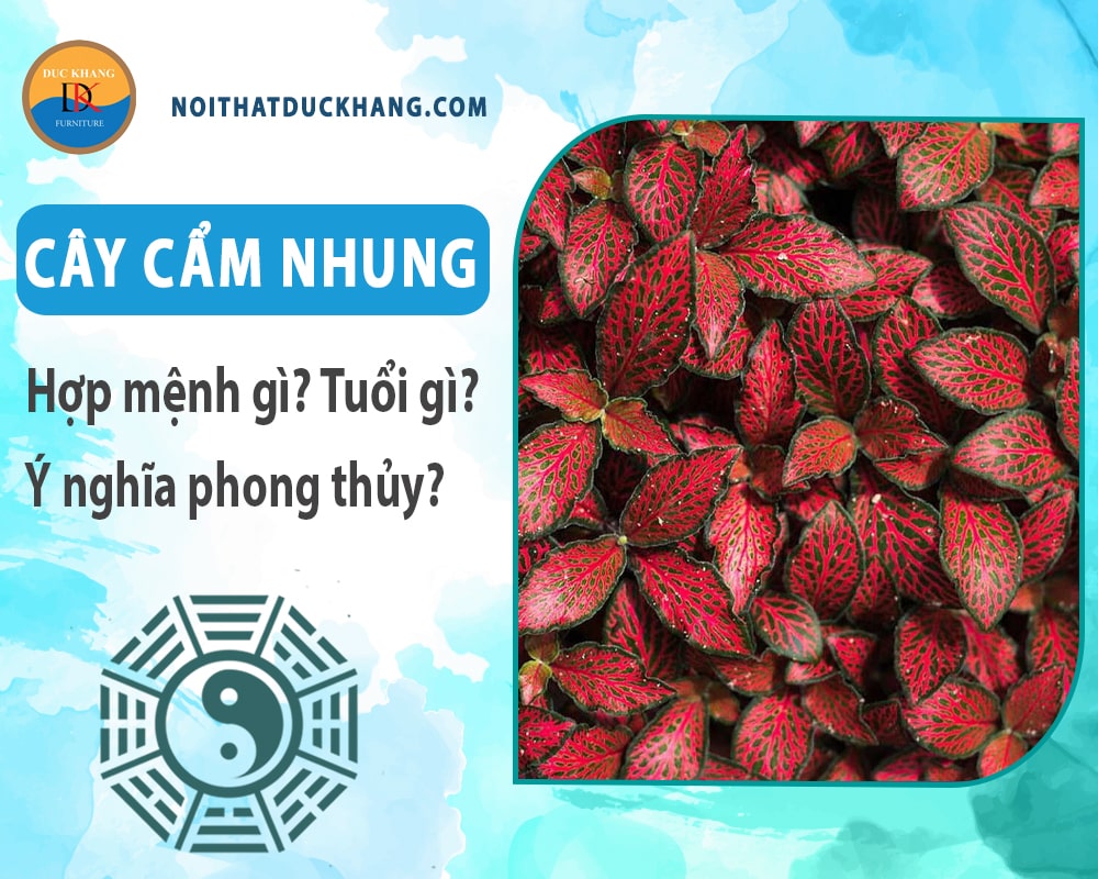 Cây cẩm nhung hợp mệnh gì? Tuổi gì? Ý nghĩa phong thủy?