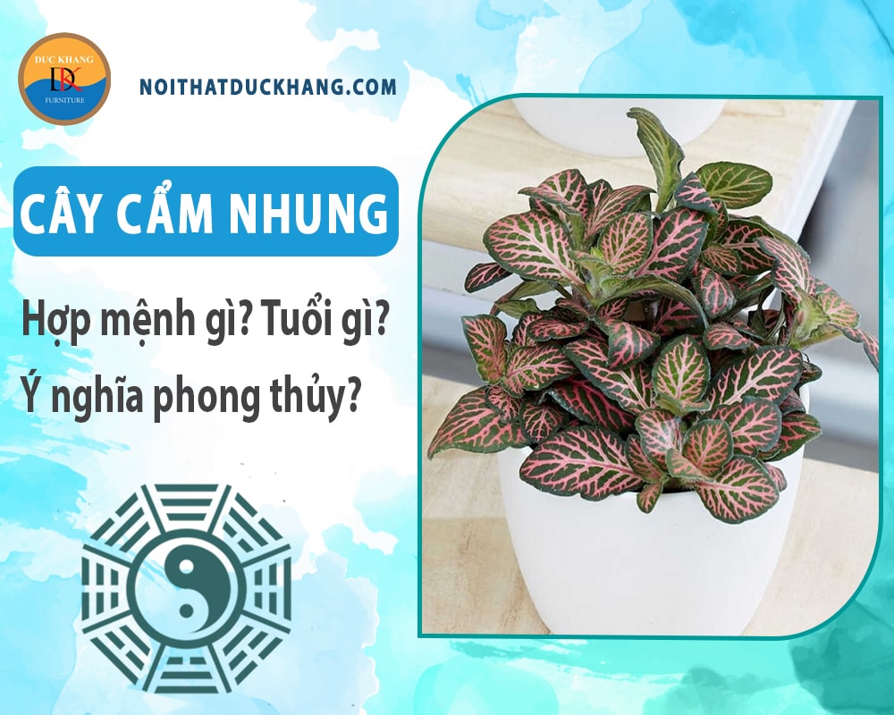 Cây cẩm nhung hợp mệnh gì? Tuổi gì? Ý nghĩa phong thủy?