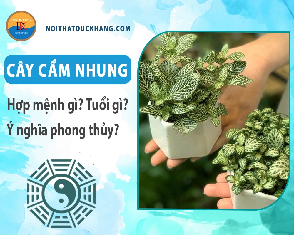 Cây cẩm nhung hợp mệnh gì? Tuổi gì? Ý nghĩa phong thủy?