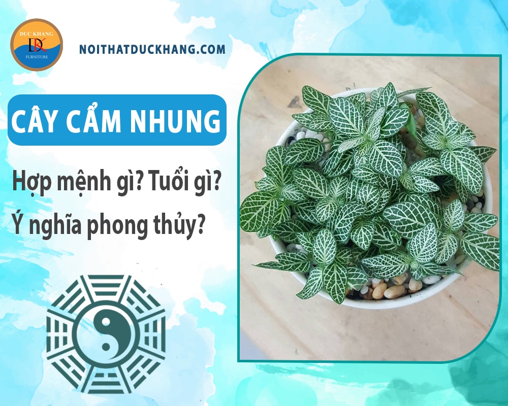 Cây cẩm nhung hợp mệnh gì? Tuổi gì? Ý nghĩa phong thủy?