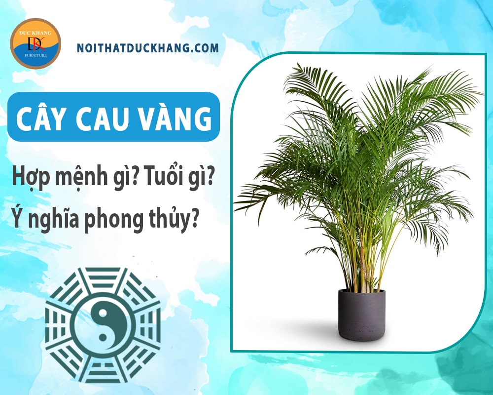 Cây cau vàng hợp mệnh gì? Tuổi gì? Ý nghĩa phong thủy?