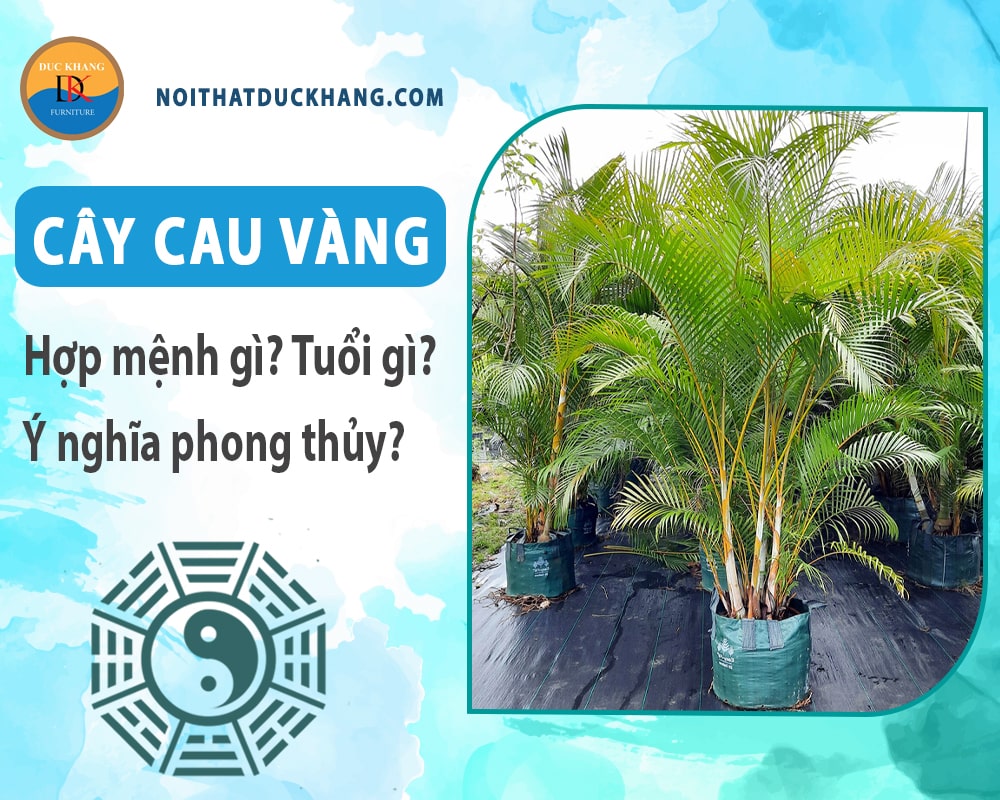 Cây cau vàng hợp mệnh gì? Tuổi gì? Ý nghĩa phong thủy?