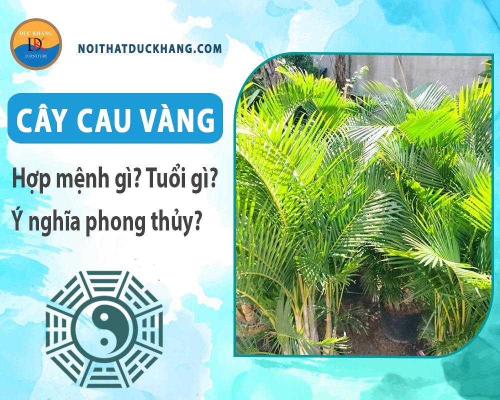 Cây cau vàng hợp mệnh gì? Tuổi gì? Ý nghĩa phong thủy?