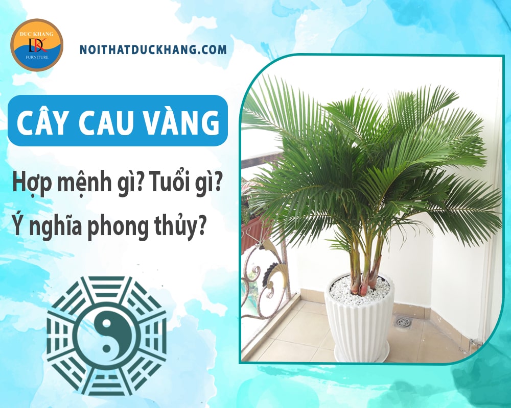 Cây cau vàng hợp mệnh gì? Tuổi gì? Ý nghĩa phong thủy?