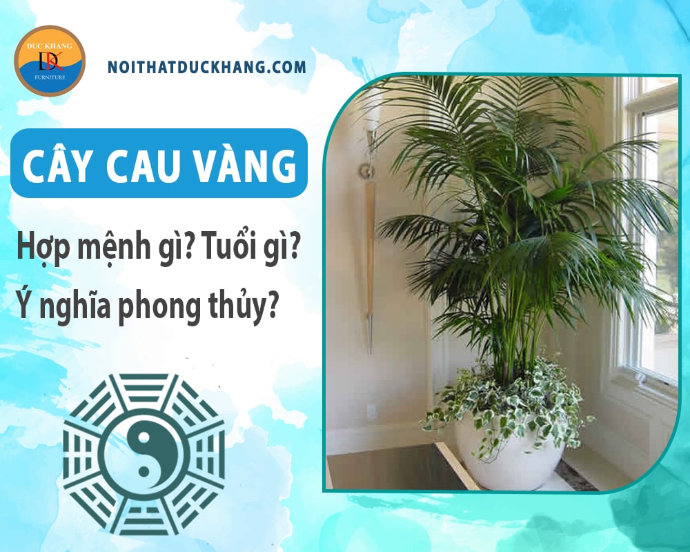 Cây cau vàng hợp mệnh gì? Tuổi gì? Ý nghĩa phong thủy?