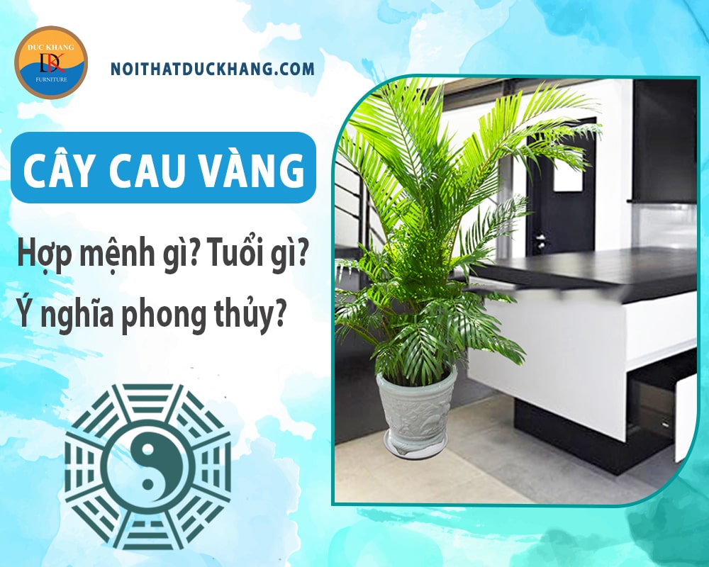 Cây cau vàng hợp mệnh gì? Tuổi gì? Ý nghĩa phong thủy?