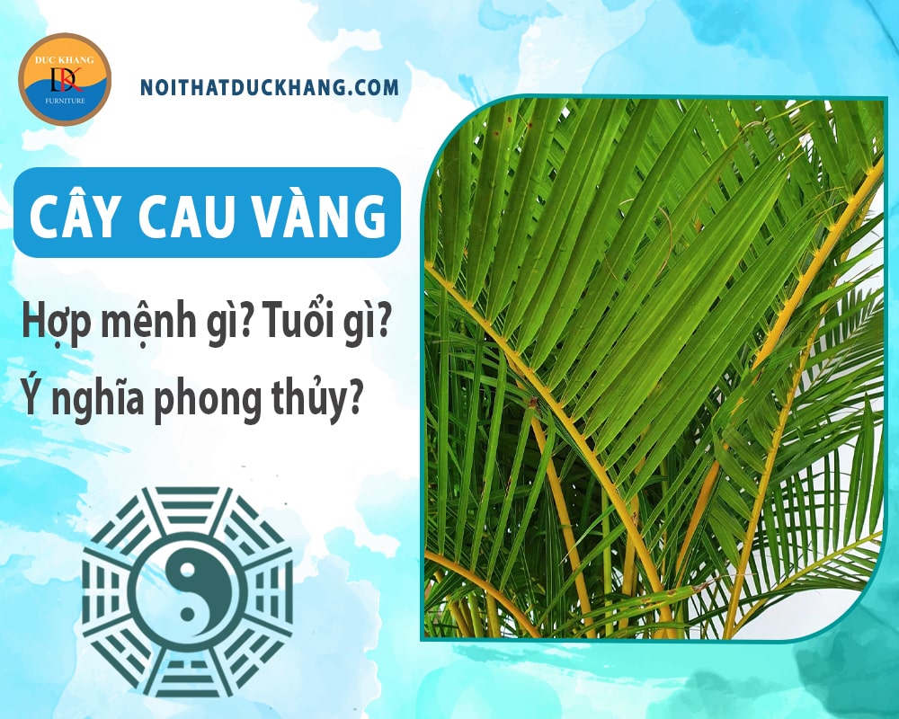 Cây cau vàng hợp mệnh gì? Tuổi gì? Ý nghĩa phong thủy?