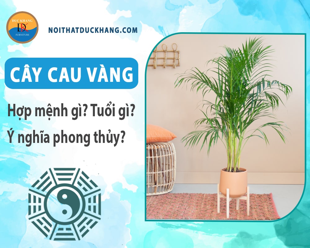 Cây cau vàng hợp mệnh gì? Tuổi gì? Ý nghĩa phong thủy?