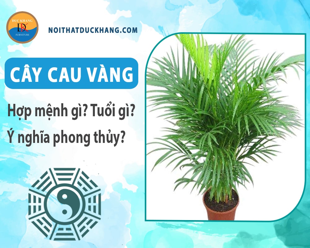 Cây cau vàng hợp mệnh gì? Tuổi gì? Ý nghĩa phong thủy?