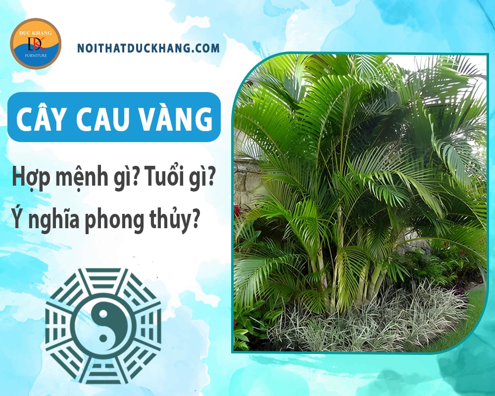 Cây cau vàng hợp mệnh gì? Tuổi gì? Ý nghĩa phong thủy?