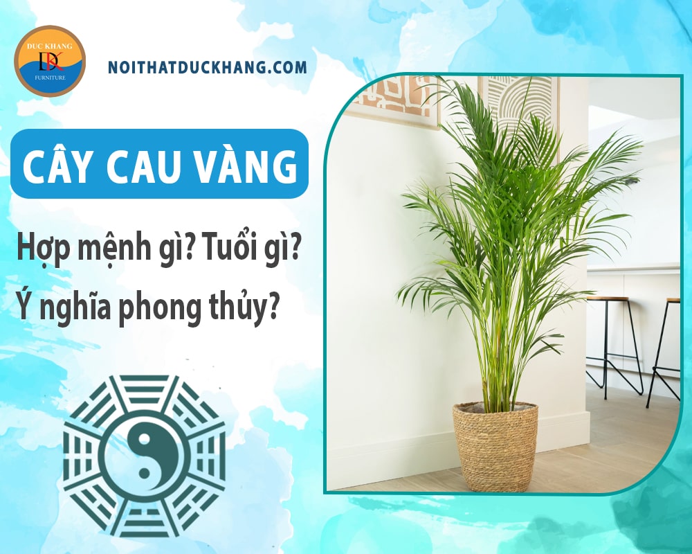 Cây cau vàng hợp mệnh gì? Tuổi gì? Ý nghĩa phong thủy?