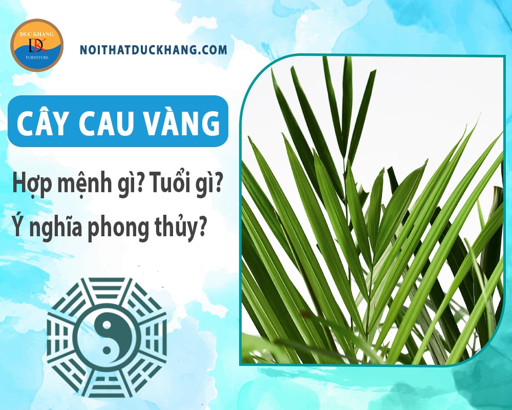 Cây cau vàng hợp mệnh gì? Tuổi gì? Ý nghĩa phong thủy?