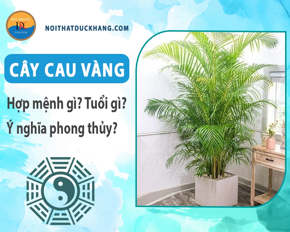 Cây cau vàng hợp mệnh gì? Tuổi gì? Ý nghĩa phong thủy?