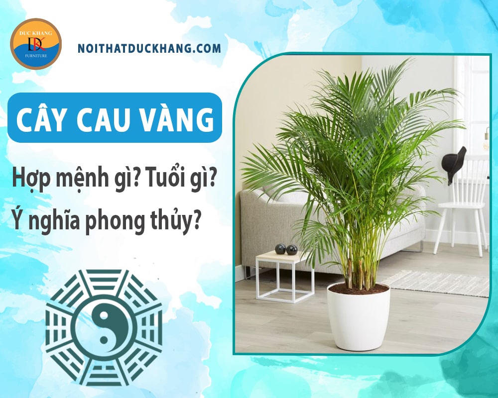 Cây cau vàng hợp mệnh gì? Tuổi gì? Ý nghĩa phong thủy?