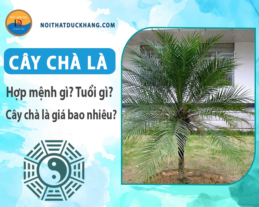 Cây chà là hợp mệnh gì, tuổi gì? Cây chà là giá bao nhiêu?