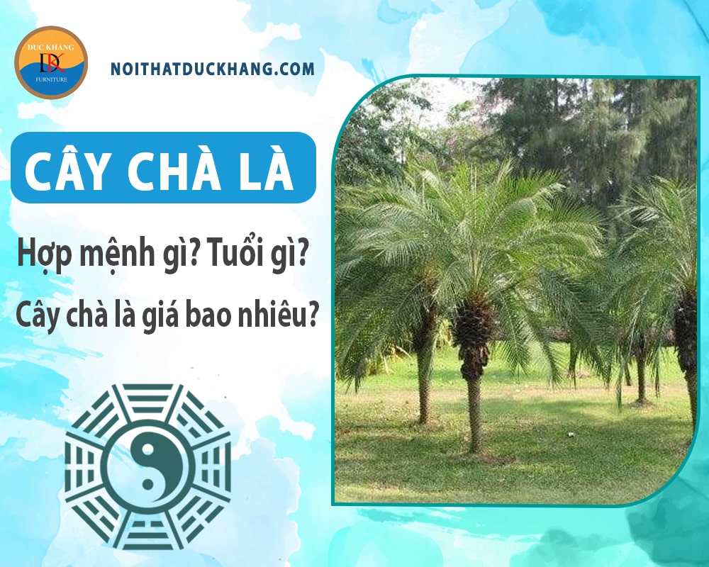 Cây chà là hợp mệnh gì, tuổi gì? Cây chà là giá bao nhiêu?