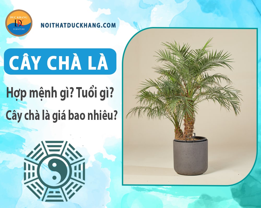 Cây chà là hợp mệnh gì, tuổi gì? Cây chà là giá bao nhiêu?