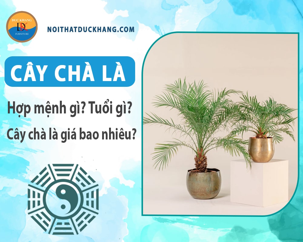 Cây chà là hợp mệnh gì, tuổi gì? Cây chà là giá bao nhiêu?