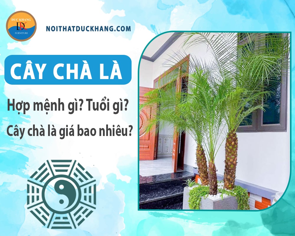 Cây chà là hợp mệnh gì, tuổi gì? Cây chà là giá bao nhiêu?