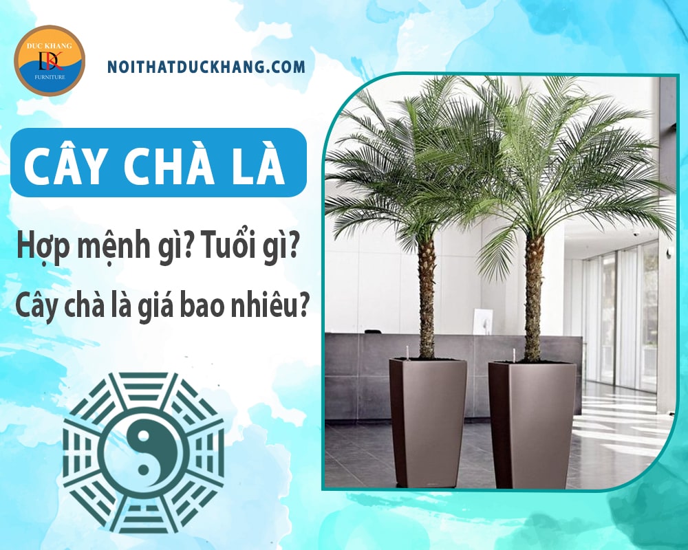 Cây chà là hợp mệnh gì, tuổi gì? Cây chà là giá bao nhiêu?