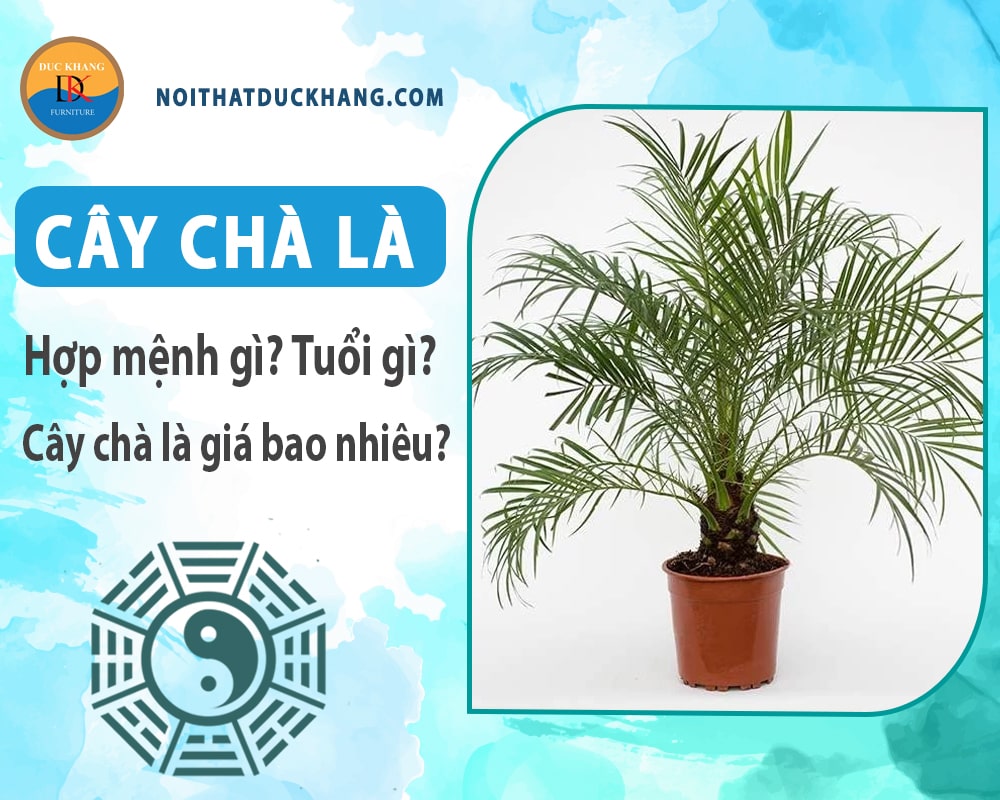 Cây chà là hợp mệnh gì, tuổi gì? Cây chà là giá bao nhiêu?