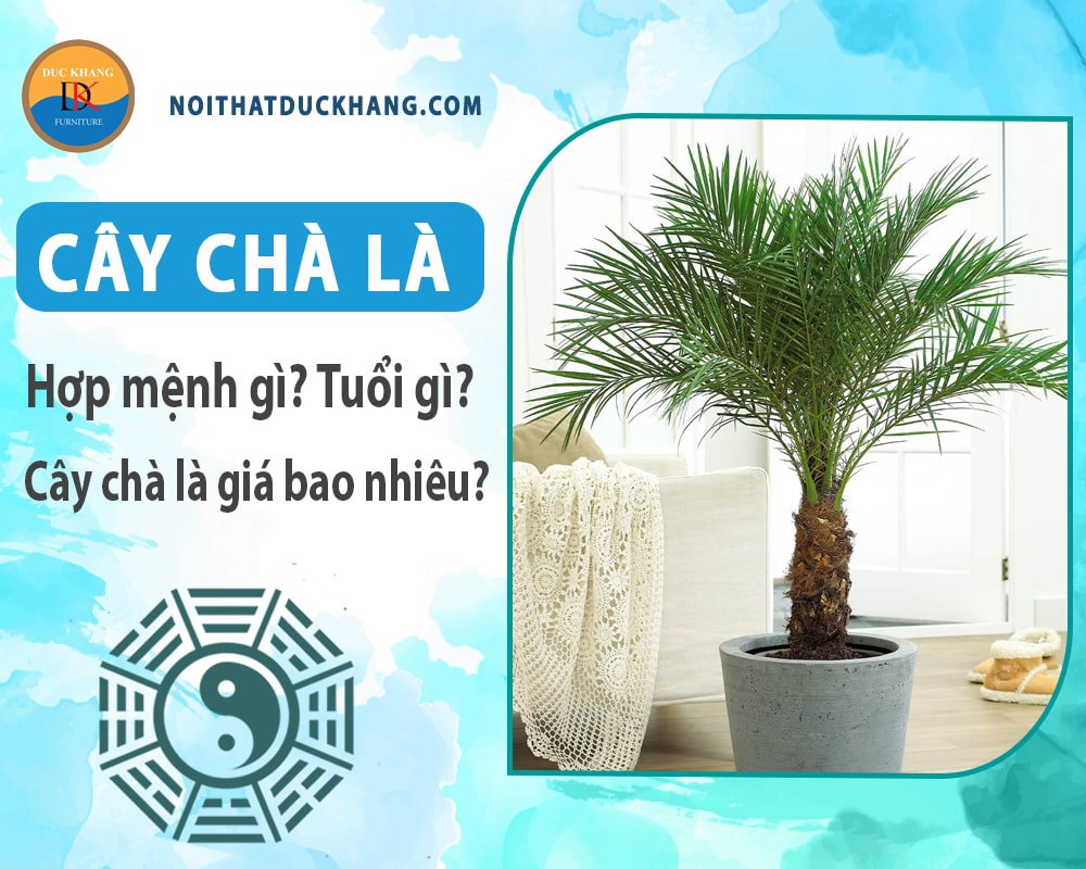 Cây chà là hợp mệnh gì, tuổi gì? Cây chà là giá bao nhiêu?