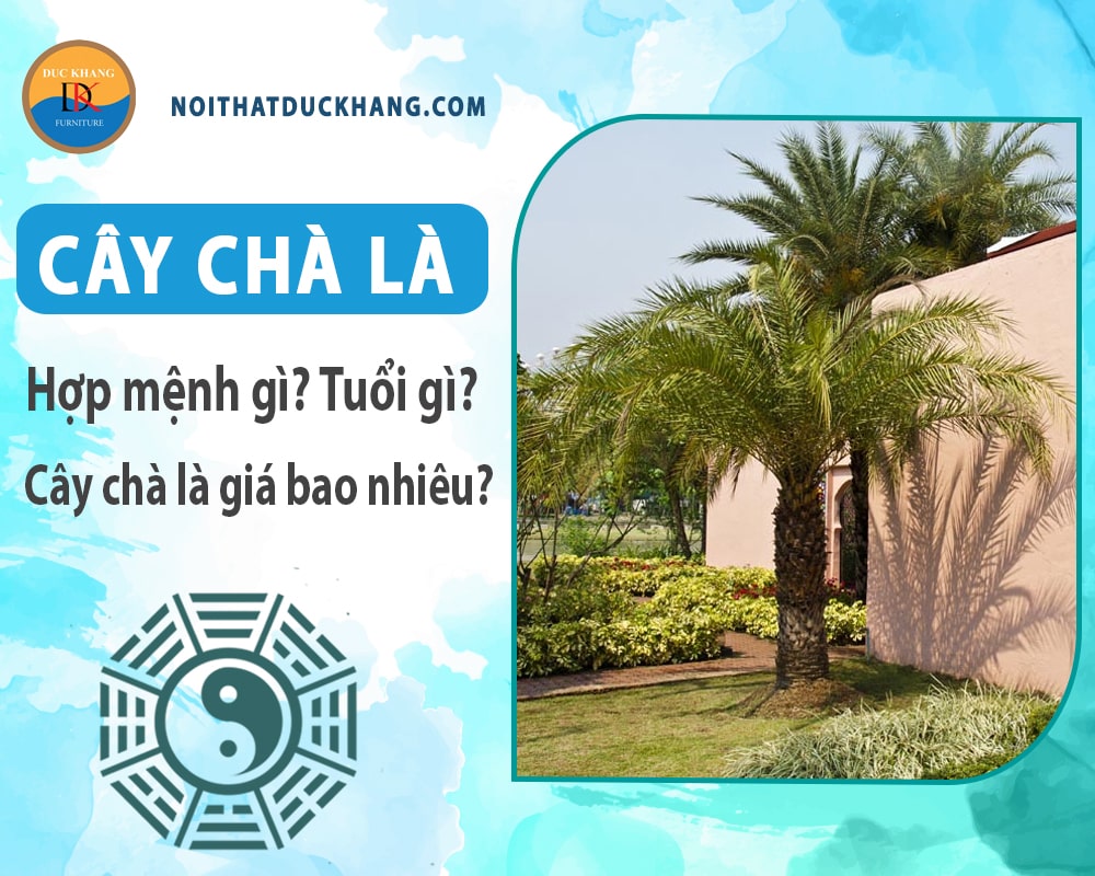 Cây chà là hợp mệnh gì, tuổi gì? Cây chà là giá bao nhiêu?