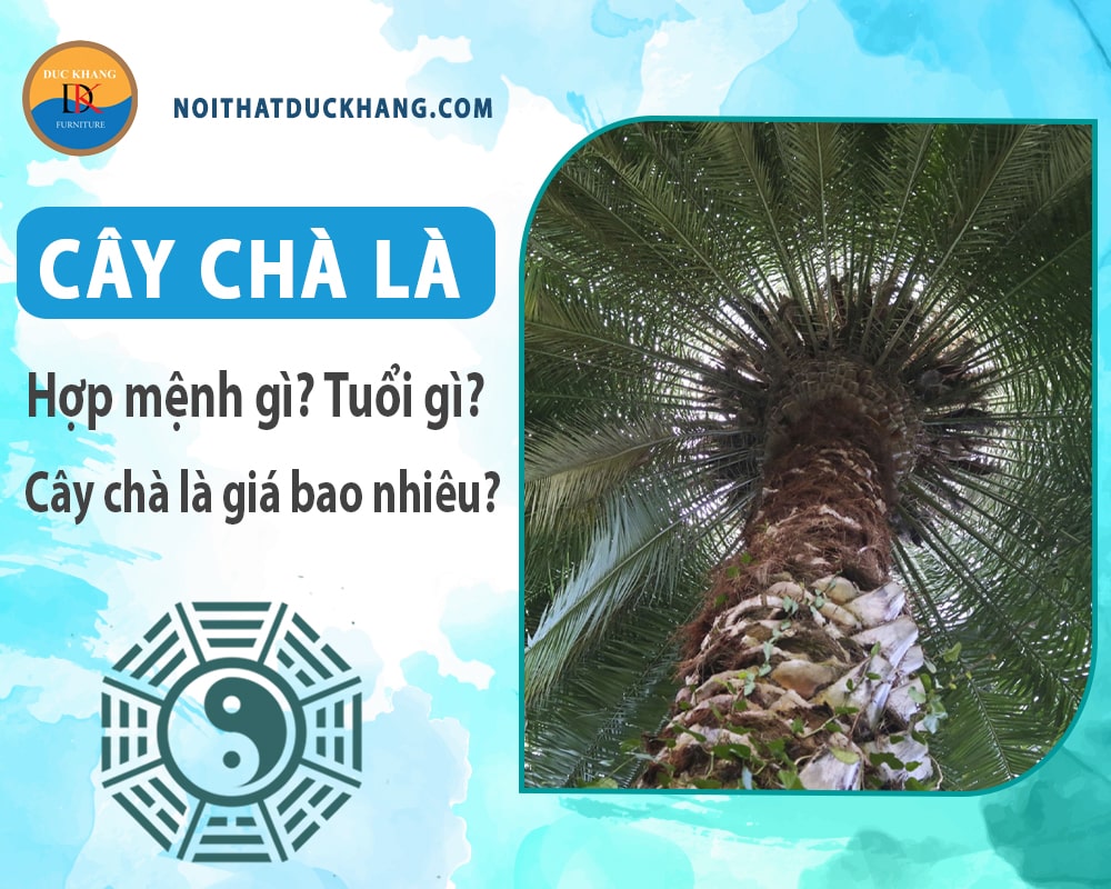 Cây chà là hợp mệnh gì, tuổi gì? Cây chà là giá bao nhiêu?