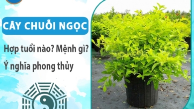 Cây chuỗi ngọc hợp tuổi nào? Mệnh gì? Ý nghĩa phong thủy?