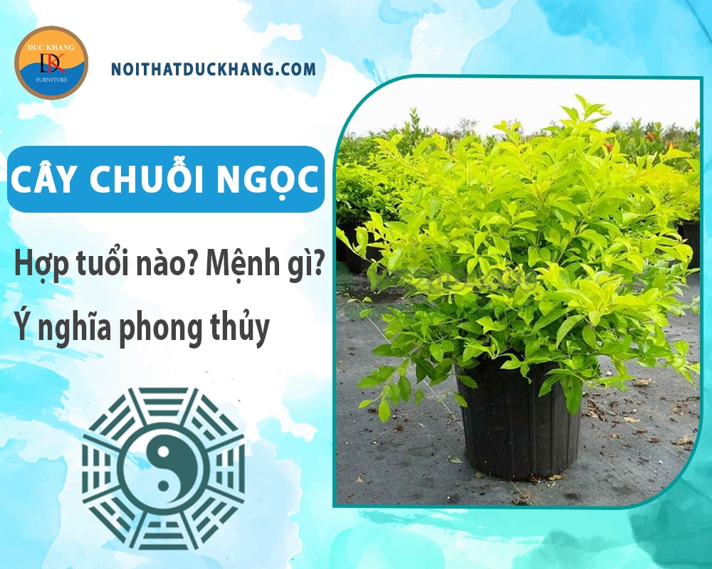 Cây chuỗi ngọc hợp tuổi nào? Mệnh gì? Ý nghĩa phong thủy?