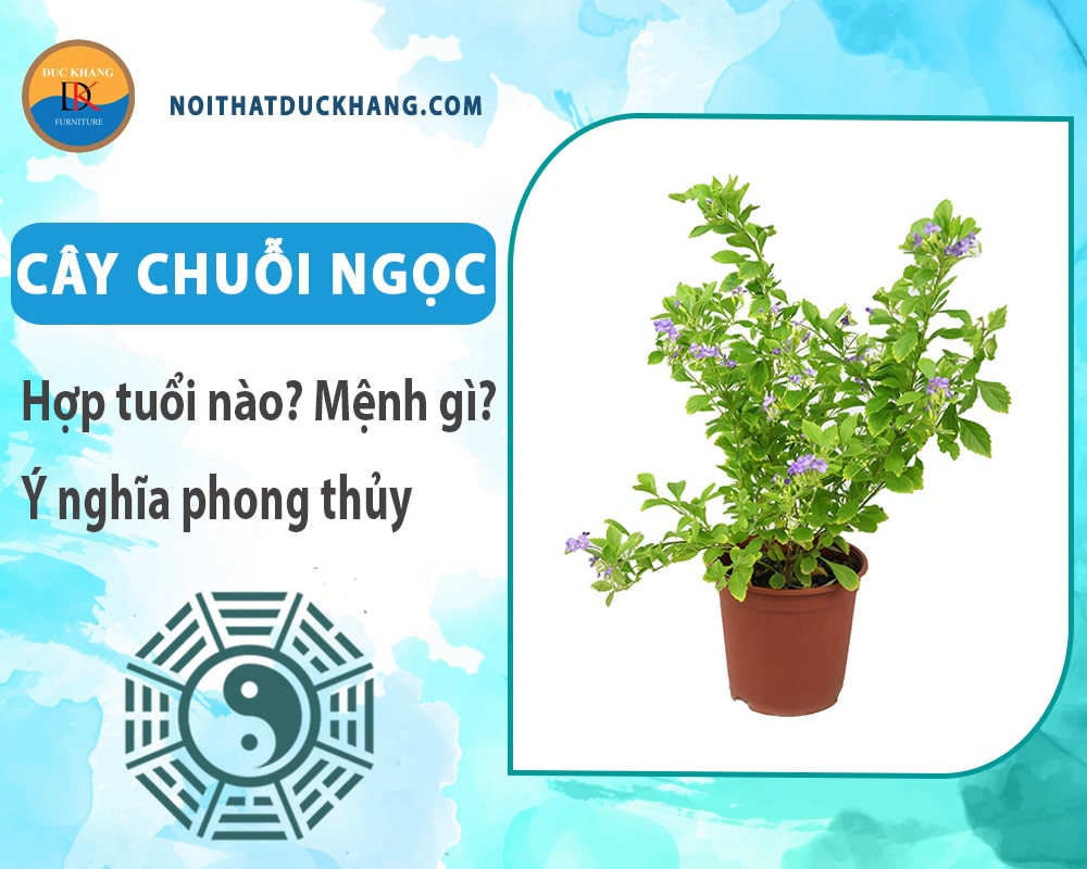 Cây chuỗi ngọc hợp tuổi nào? Mệnh gì? Ý nghĩa phong thủy?