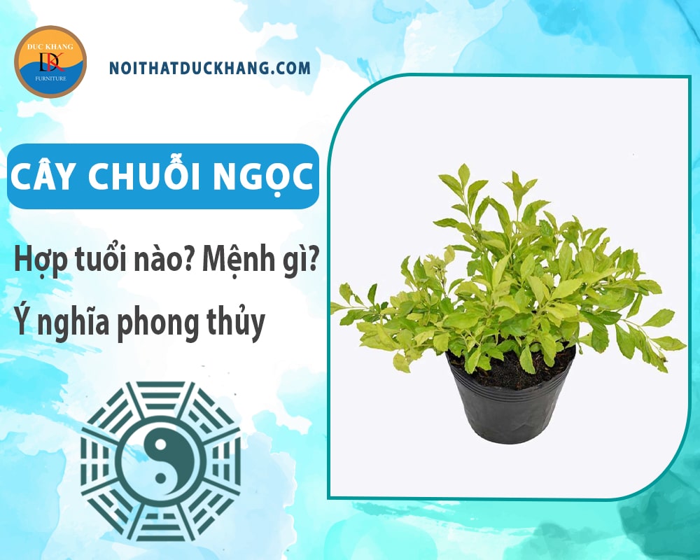 Cây chuỗi ngọc hợp tuổi nào? Mệnh gì? Ý nghĩa phong thủy?