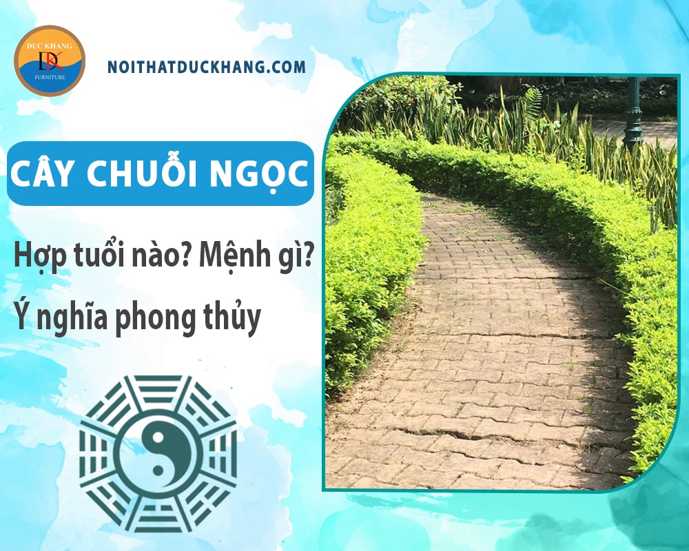 Cây chuỗi ngọc hợp tuổi nào? Mệnh gì? Ý nghĩa phong thủy?