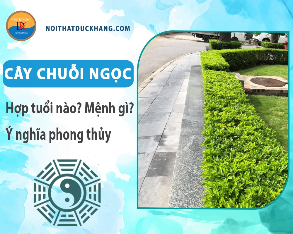 Cây chuỗi ngọc hợp tuổi nào? Mệnh gì? Ý nghĩa phong thủy?