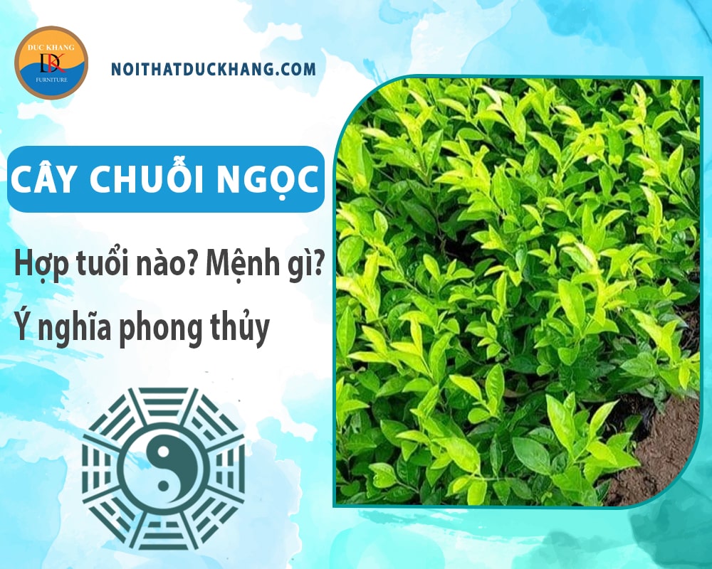 Cây chuỗi ngọc hợp tuổi nào? Mệnh gì? Ý nghĩa phong thủy?