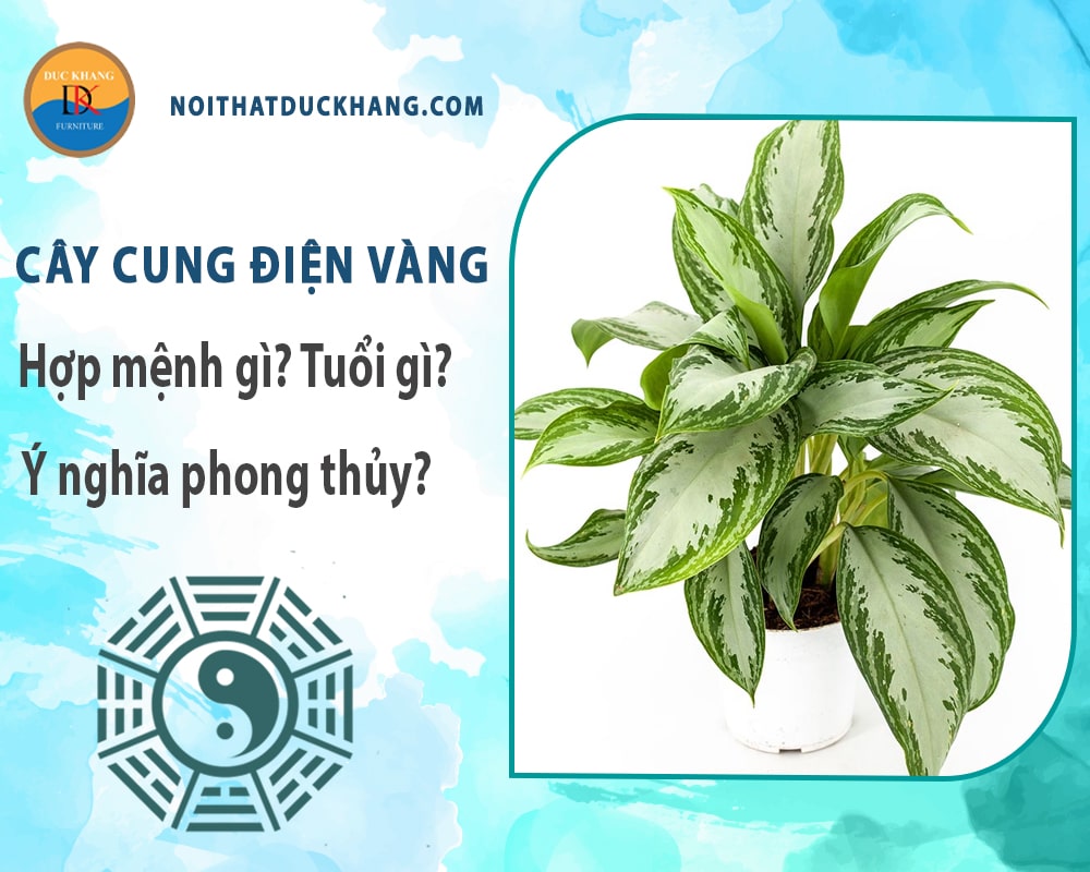 Cây cung điện vàng hợp mệnh gì? Tuổi gì? Ý nghĩa phong thủy?