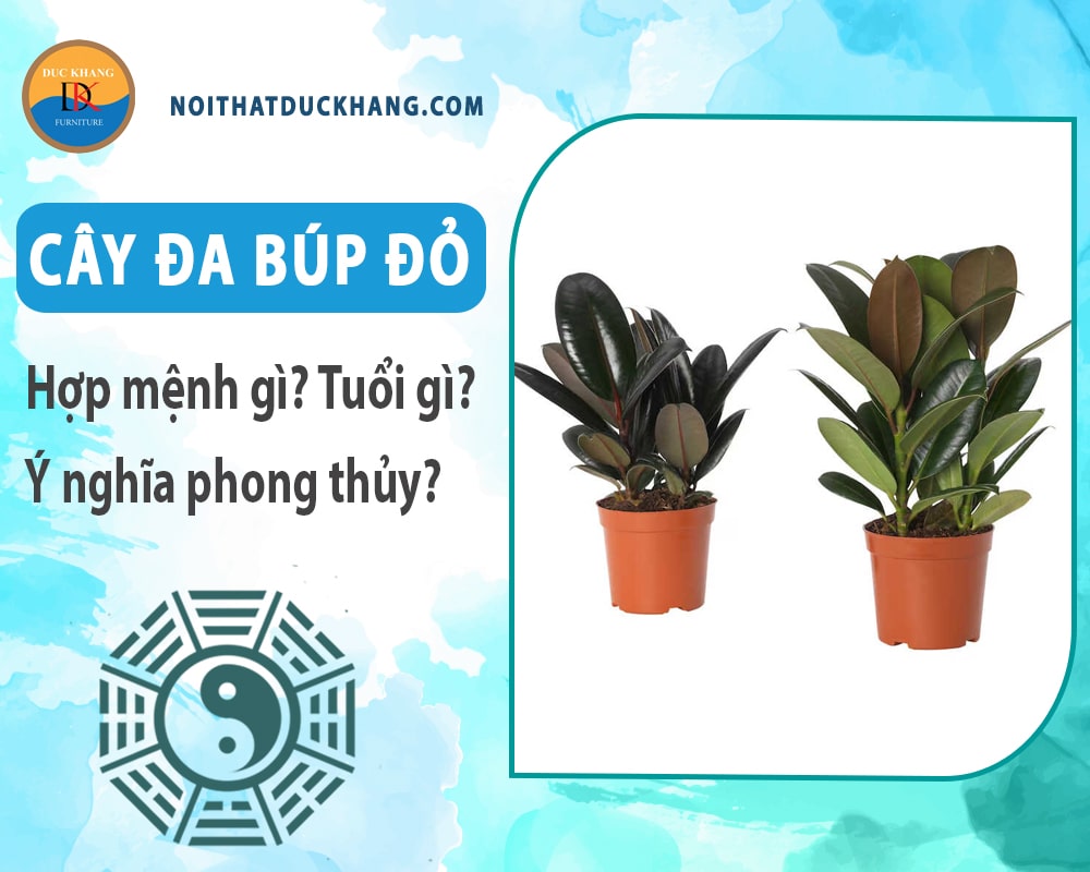 Cây đa búp đỏ hợp mệnh gì? Tuổi gì? Ý nghĩa phong thủy?