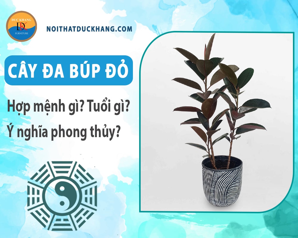 Cây đa búp đỏ hợp mệnh gì? Tuổi gì? Ý nghĩa phong thủy?