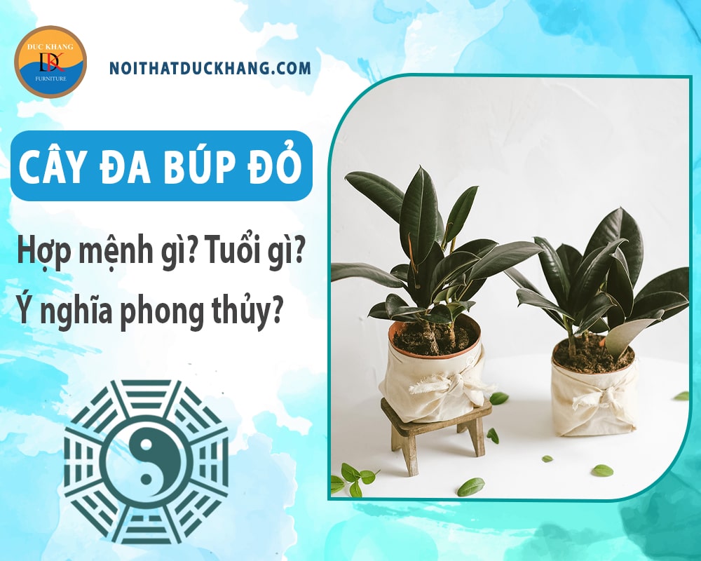 Cây đa búp đỏ hợp mệnh gì? Tuổi gì? Ý nghĩa phong thủy?