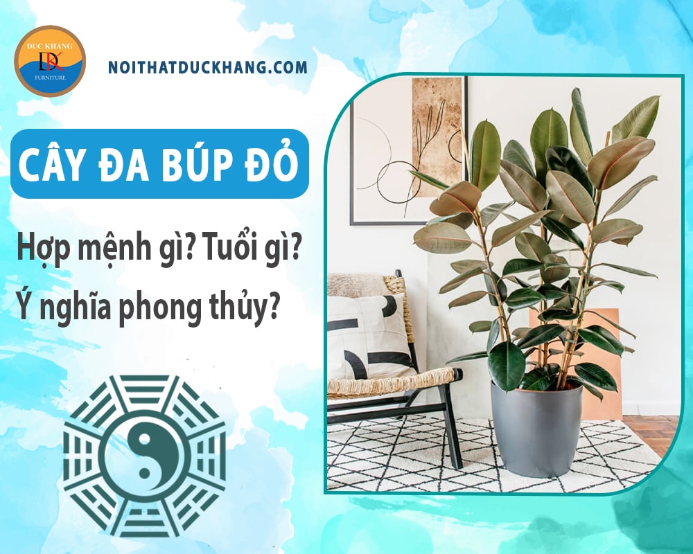 Cây đa búp đỏ hợp mệnh gì? Tuổi gì? Ý nghĩa phong thủy?