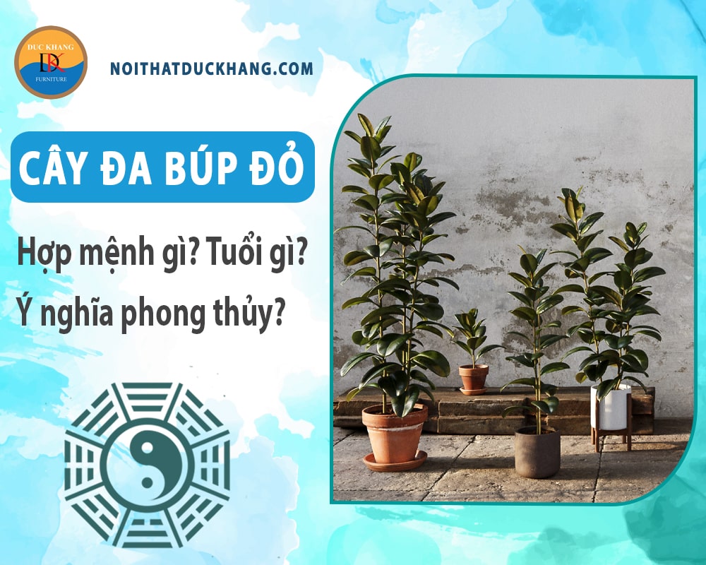 Cây đa búp đỏ hợp mệnh gì? Tuổi gì? Ý nghĩa phong thủy?